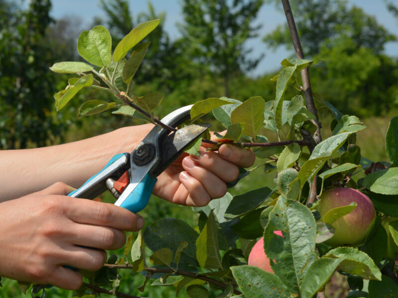 Apple tree summer pruning. How to prune apple trees in summer garden