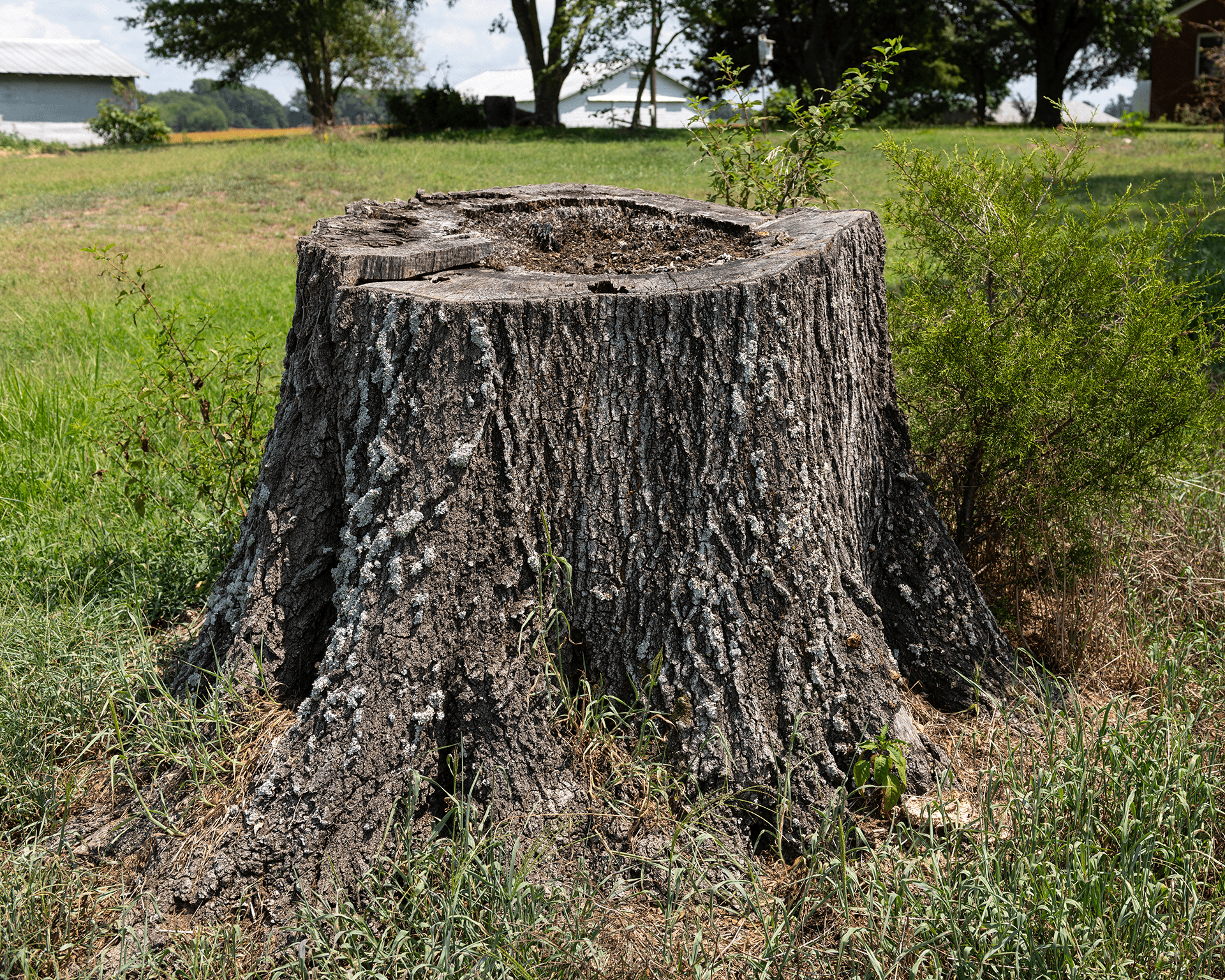 Stubbfräsning